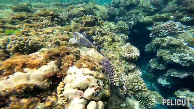 Coral Sun Beach Safaga