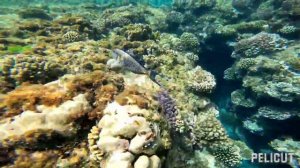 Coral Sun Beach Safaga