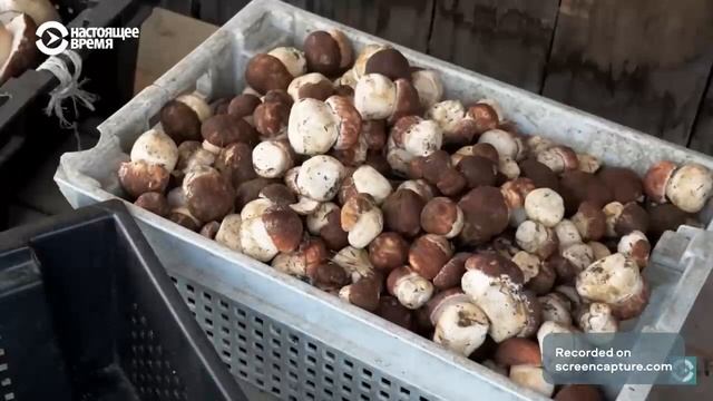 Белые грибы 3 го сорта смотреть онлайн