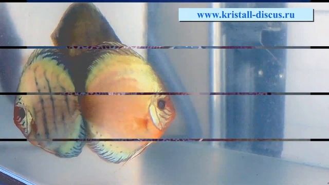 Букет из дискусов, A bouquet of DISCUS, АКВАРИУМИСТЫ РОССИИ смотреть онлайн