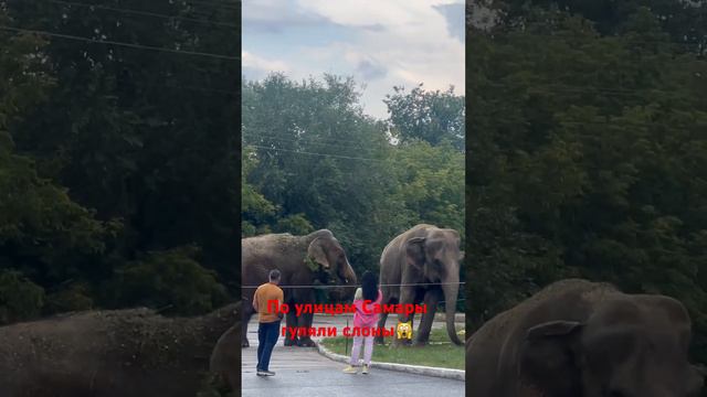 Слоны в Самаре#лето#цирк#слоны#животные#дети# смотреть онлайн