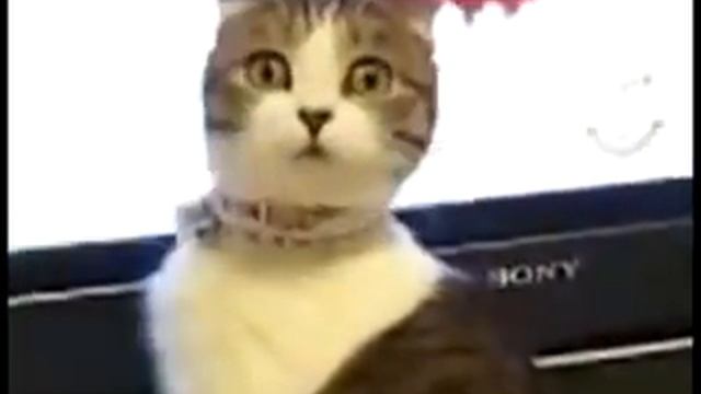 кот смотрит телевизор! смотреть онлайн