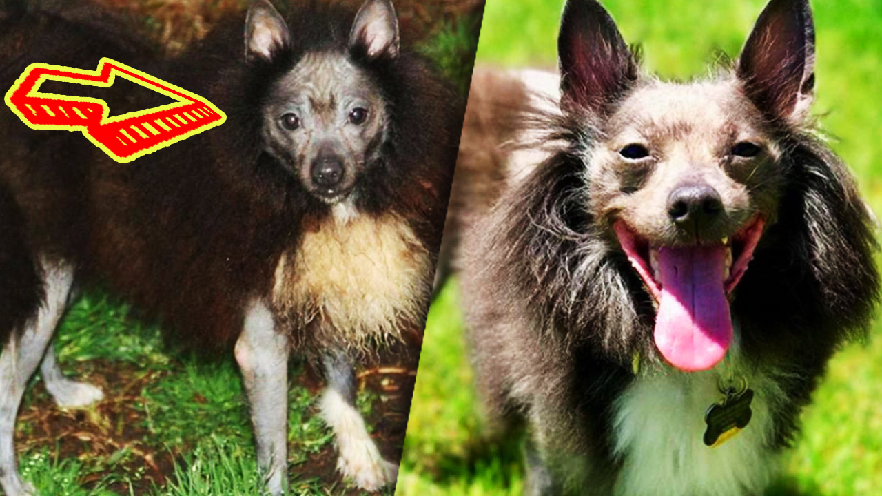 Спасенная собака с бакенбардами и странным видом всех отпугивала смотреть онлайн