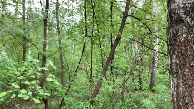 Звуки природы#Лес#Птицы#Relax#nature смотреть онлайн
