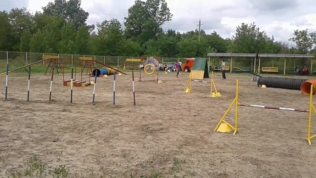 Аджилити в Ростове смотреть онлайн