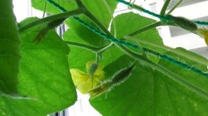 Как опылить огурцы в домашних условиях. Завязь сортовых огурцов.Часть2