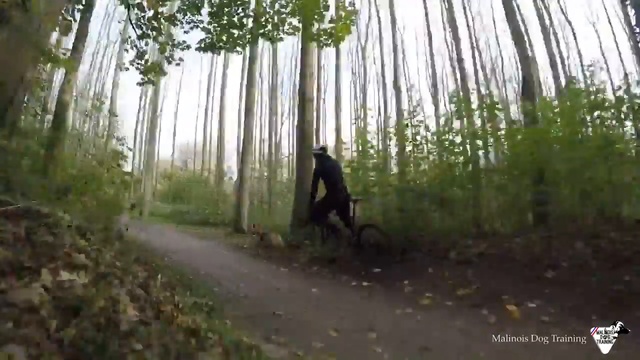 Экстремальная тренировка собаки смотреть онлайн