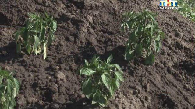 Саратовские археологи нашли новый город смотреть онлайн