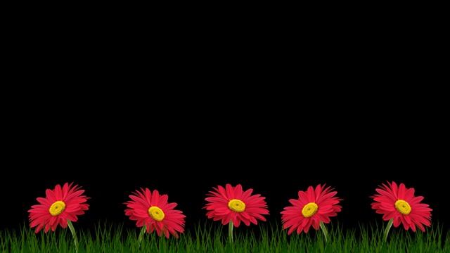 Футаж Герберы с альфа-каналом. Цветы на прозрачном фоне. смотреть онлайн