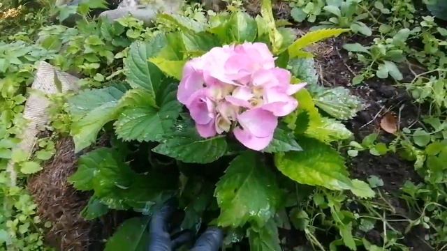 7 сентября 2023г. В грунте лучше, чем в горшке... 🤔🤔 смотреть онлайн