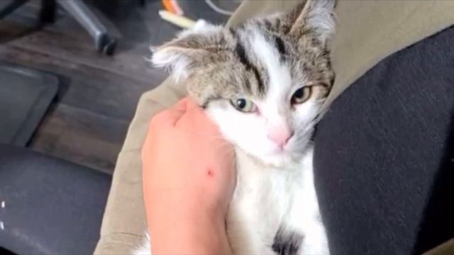 Забитый грязный котенок сидел на крыльце, заглядывая в дома людей смотреть онлайн