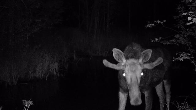 Лось заинтересовался фотоловушкой смотреть онлайн