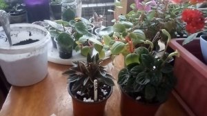 Пеперомия. Уход, перасадка, размножение.