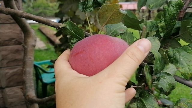 плоды на наших яблонях на даче.