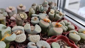 Литопсы. Что я делаю с ними зимой? Если корни литопса засохли?