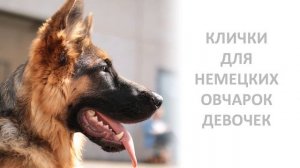 Клички (имена) для немецких овчарок, мальчиков и девочек.