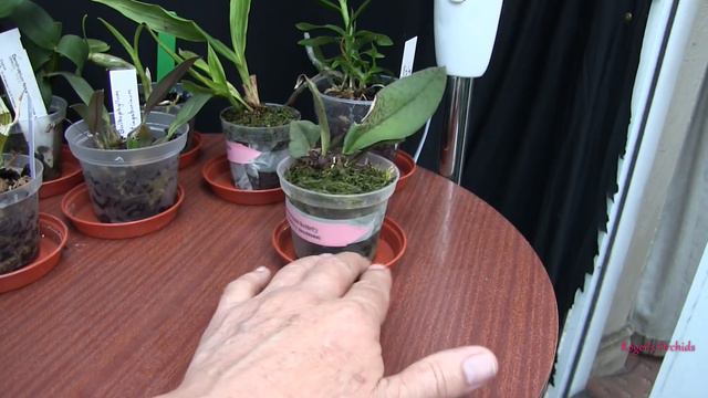 A Look at Some of the Little orchids смотреть онлайн