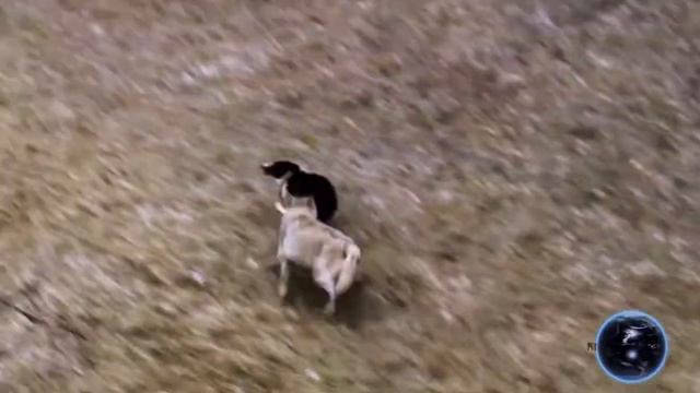 Михаил Блат Волчица смотреть онлайн