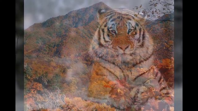 Уссурийская тайга смотреть онлайн