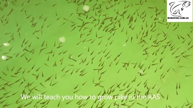 Выращивание щуки в УЗВ / We will teach you how to grow pike in the RAS смотреть онлайн