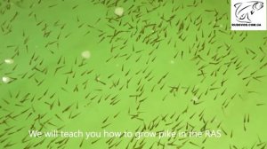 Выращивание щуки в УЗВ / We will teach you how to grow pike in the RAS
