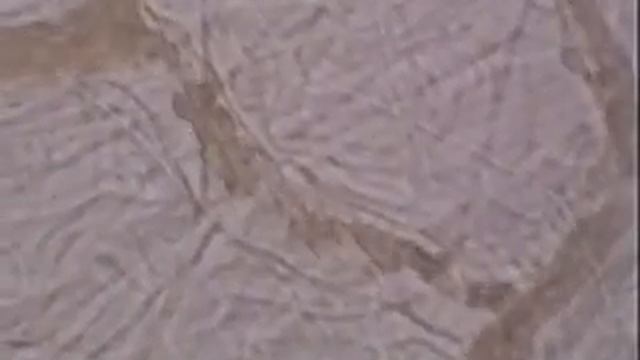 3 Кровь Движение эритроцитов по капиллярам 2 смотреть онлайн
