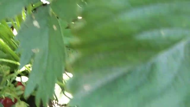 Итальянка ГАРИГУЭТТА ,очень крупные ягоды клубники.... смотреть онлайн