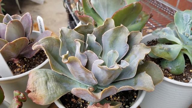 Echeveria Gibbaflora Hybrids Care Howto Guide смотреть онлайн