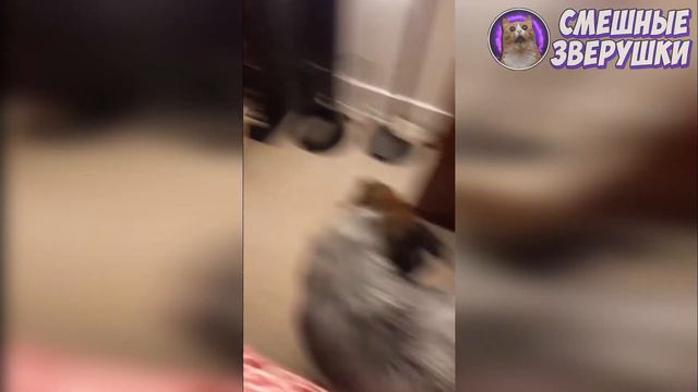 🤣ЛУЧШИЕ ПРИКОЛЫ С ЖИВОТНЫМИ | НОВЫЕ ПРИКОЛЫ С КОТАМИ, СОБАКАМИ | СМЕШНЫЕ ЖИВОТНЫЕ #6🤣🤣🤣 смотреть онлайн