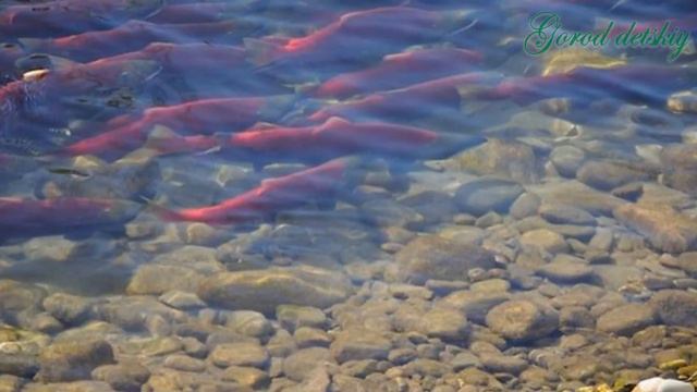 Природоведение часть 5 смотреть онлайн