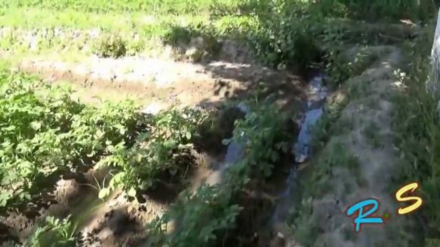Как надо поливать картошку . Узбекистан смотреть онлайн