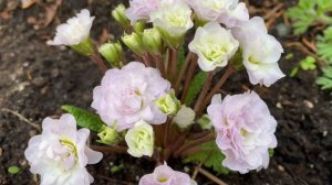 Примулы серии «БЕЛАРИНА»