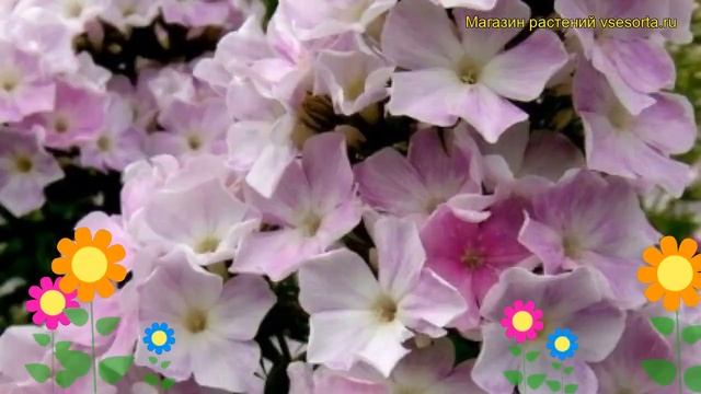 Флокс метельчатый Прохладная вода. Краткий обзор, описание характеристик phlox paniculata Cool Wate смотреть онлайн