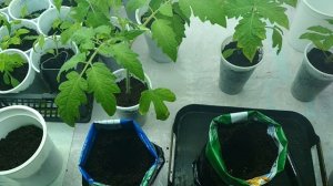 Перевалка (пересадка) томатов в большую ёмкость и зачем это надо.#томаты#помидоры