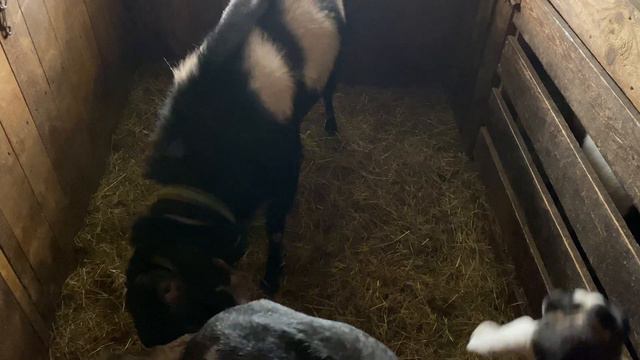 Вязка.Феникс(100% нубийский)*Ватрушка(97*3% нубо-альпийка)+79157787787.Владимирская область,г.Ковро смотреть онлайн