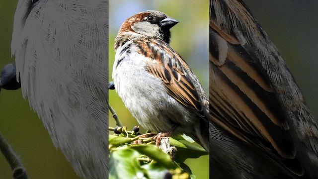 ПОЧЕМУ ВОРОБЬИ ДЕРЖАТСЯ В ВОЗДУХЕ НЕ ДОЛЬШЕ 20 МИНУТ #shorts смотреть онлайн