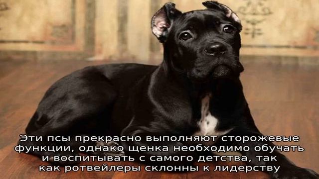 Лучшие охранные породы собак смотреть онлайн