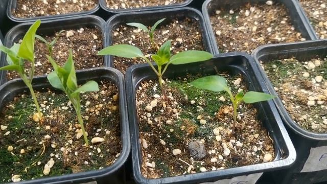 Она задушит Вашу рассаду если не будете делать так! Плесень и мох на поверхности почвы, как боротьс смотреть онлайн