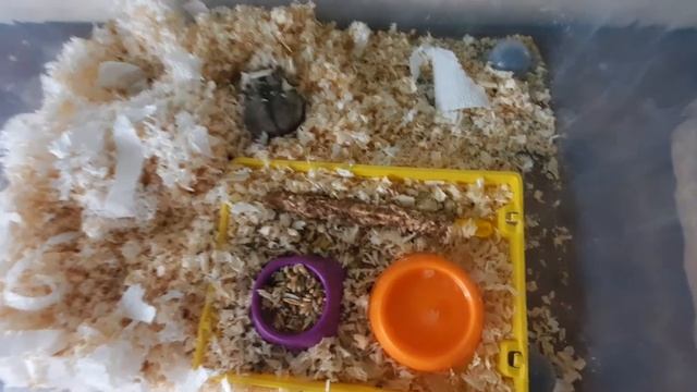 Признаки беременности у хомяков! смотреть онлайн