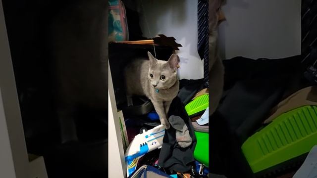 Bubbles the cat plays hide and seek. смотреть онлайн