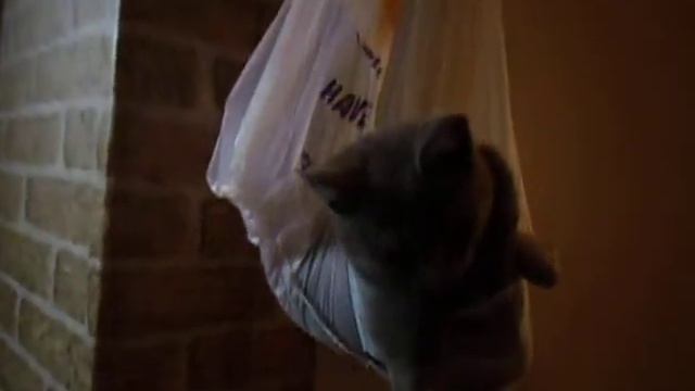 Питбуль грызет котенка! ШОК!!! смотреть онлайн