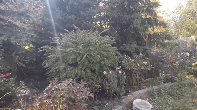 Что цветет в октябре (1 ч) смотреть онлайн