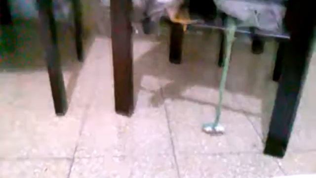 Умная птица Майна. смотреть онлайн