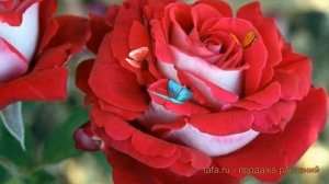 Роза чайно-гибридная Люксор (rose hybrid tea luxor) ? Люксор обзор: как сажать, саженцы розы Люксор