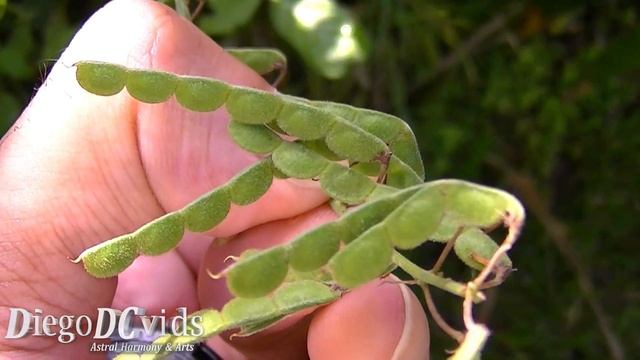 Desmodium sp (Desmodieae) Planta Pega-pega - Carrapicho смотреть онлайн