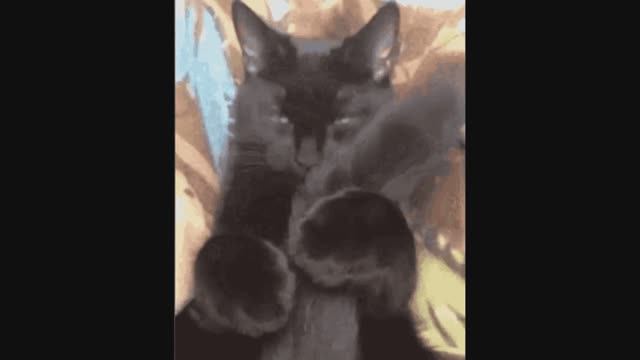 Браво - Черный кот