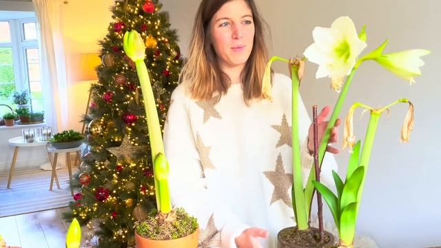 How To Care For Your Amaryllis | Basics For Beginners смотреть онлайн