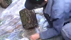 Посадка мицелия гриба вешенки на пеньках