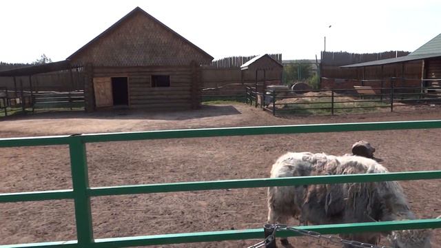 РЯЖСКИЙ ЗООПАРК. ИНТЕРЕСНЕЙШЕЕ МЕСТО. СОВЕТУЮ. ТЕЛКОВ СЕРГЕЙ ВАЛЕРИЕВИЧ #сергейтелков