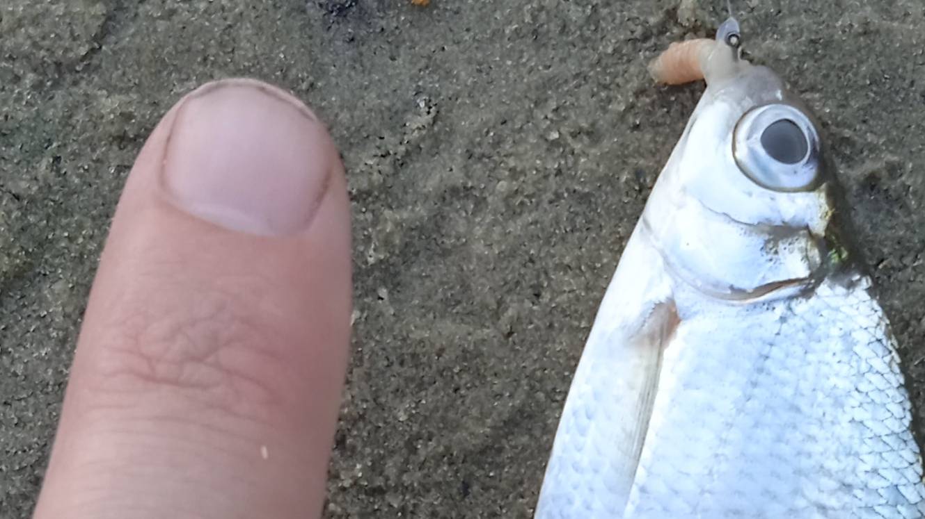 мелочь на фидер